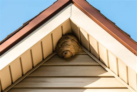 Pest Control Rawtenstall Wasp Nest Removal.